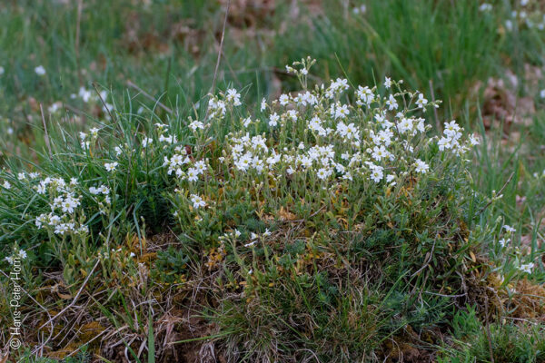 Lange Winterruhe für die Ameisen im April 2020
