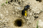 Stumpfzähnige Zottelbiene (Panurgus calcaratus) Stumpfzähnige Zottelbiene (Panurgus calcaratus)
