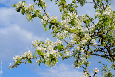 Birnbaum auf der Heide