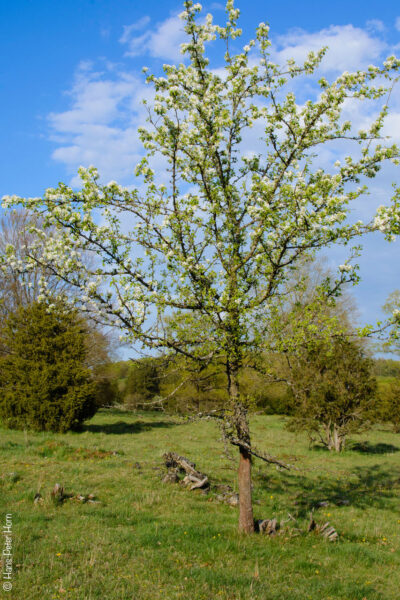Birnbaum auf der Heide