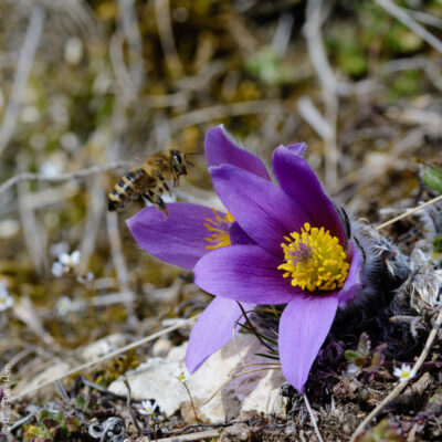 Küchenschellen im Frühling