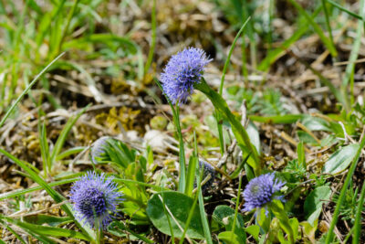 Kugelblume