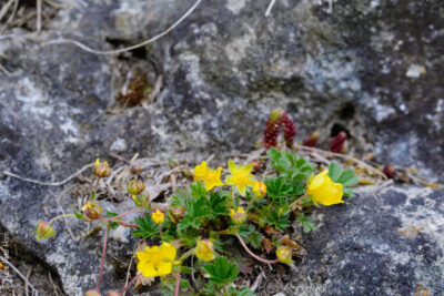 Sonnenröschen auf den Felsen