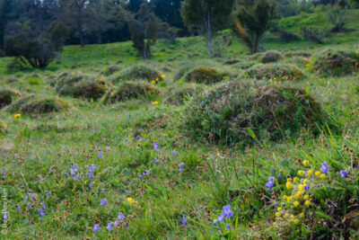Veilchenblüte und Sonnenröschen auf den Ameisenhügeln