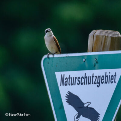 Neuntöter, männlich