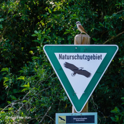 Neuntöter, männlich