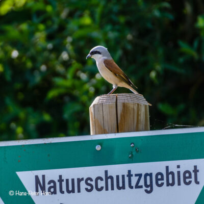 Neuntöter, männlich