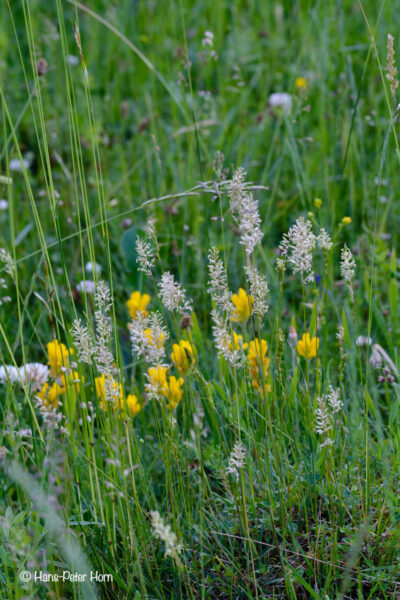 blühendes Gras mit Hornklee