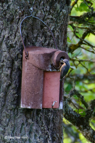 fütternder Kleiber im Hutewald