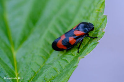 Gemeine Blutzikade (Cercopis vulnerata)