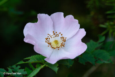 Heckenrose