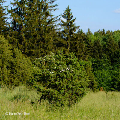 Wacholder mit Heckenrose