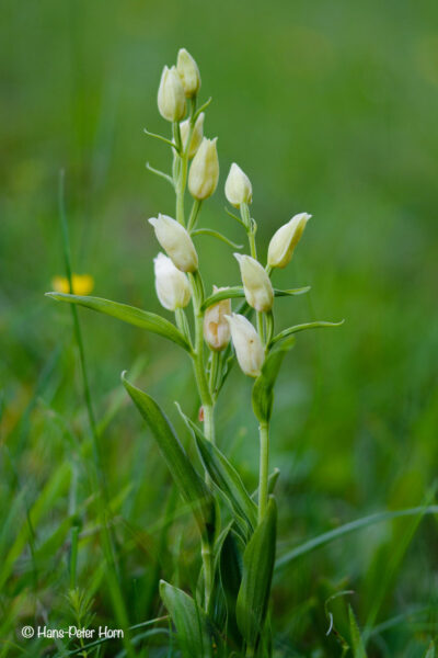 Weißes Waldvögelein -(Orchis)