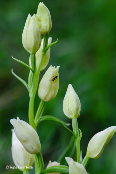Weißes Waldvögelein -(Orchis)