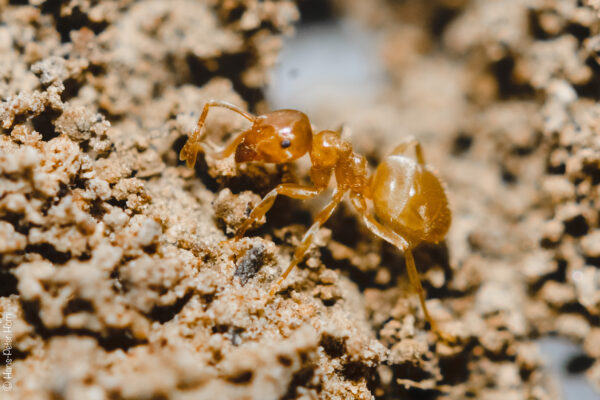 Gelbe Wiesenameise ( Lasius spec.)