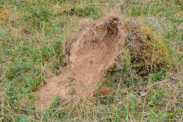 Ameisenhügel