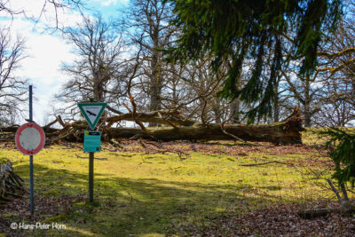 Alte Eiche, Sturmschaden 2019