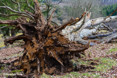 Eiche im Hutewald
