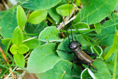 Feldgrille