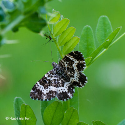Großer Speerspanner (Rheumaptera hastata)