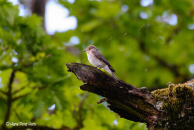 Grauschnäpper (Muscicapa striata)