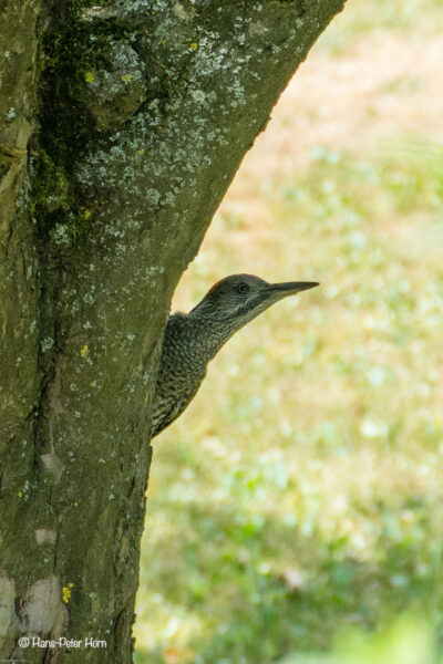 Grünspecht, juvenil