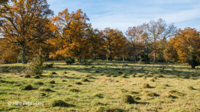 Hutewald in Herbststimmung