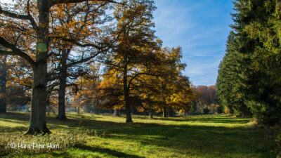 Hutewald in Herbststimmung