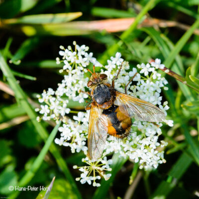 Igelfliege (Tuchinafera)