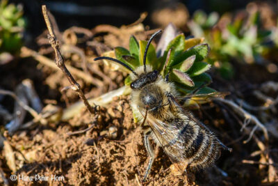Sandbiene beim Nestbau