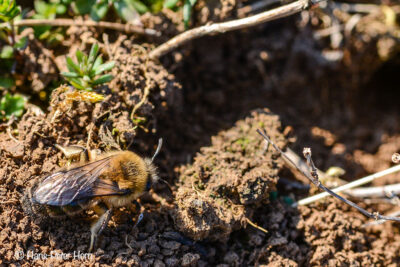 Sandbiene beim Nestbau