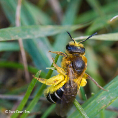 Sandbiene (Andrena spec.)