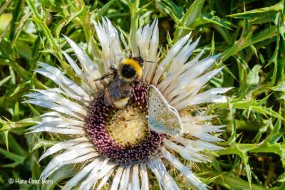 Silberdistel mit Hummel-Bläuling