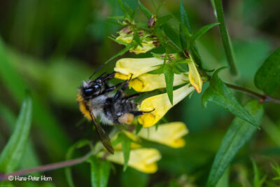 Wachtelweizen mit Hummel