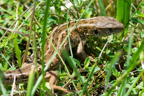 Zauneidechse, Weibchen