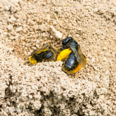 Stumpfzähnige Zottelbienen beim Nestbau