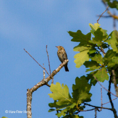 Baumpieper, Jungvogel, August 2019