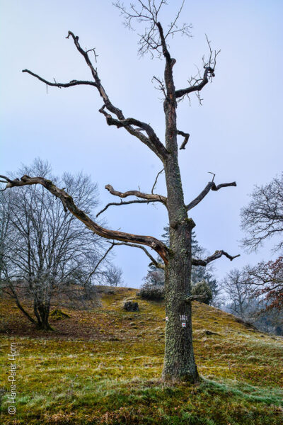 Eiche – vorher