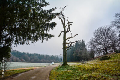 Eiche – vorher