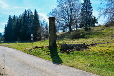 Totholz – nachher