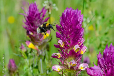 Große Erdhummel im Anﬂug auf Acker-Wachtelweizen
