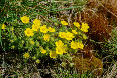 Fingerkraut (Potentilla)