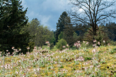 Frühblüher auf der noch winterlichen Heideﬂäche
