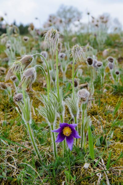 Frühblüher auf der noch winterlichen Heideﬂäche