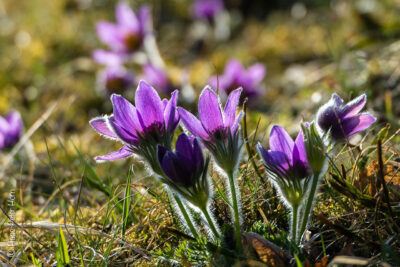 Frühblüher auf der noch winterlichen Heideﬂäche