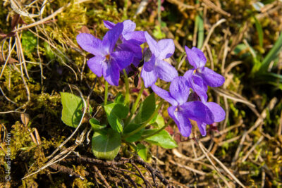 Frühblüher auf der noch winterlichen Heideﬂäche