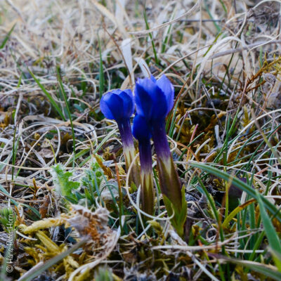 Frühblüher auf der noch winterlichen Heideﬂäche