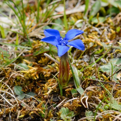 Frühblüher auf der noch winterlichen Heideﬂäche