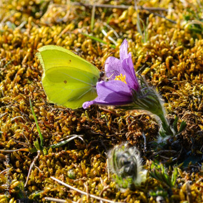 Küchenschellen mit Zitronenfalter im April
