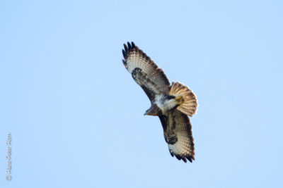 Mäusebussard (Standvogel)